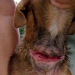 'Kettinghonden' zijn nog steeds een groot probleem op de eilanden. Dierenwetgeving zou dit tegen kunnen gaan - foto: Stichting Dierenhulp