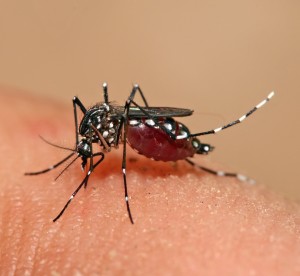 De Aedes Aegypti of denguemug, die naast dengue ook chikungunya verspreidt. Foto: Wikipedia