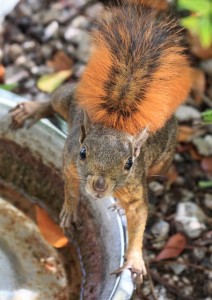Een eekhoorn in de tuin is een opvallend beeld op Curacao - foto: Hubert de Palm