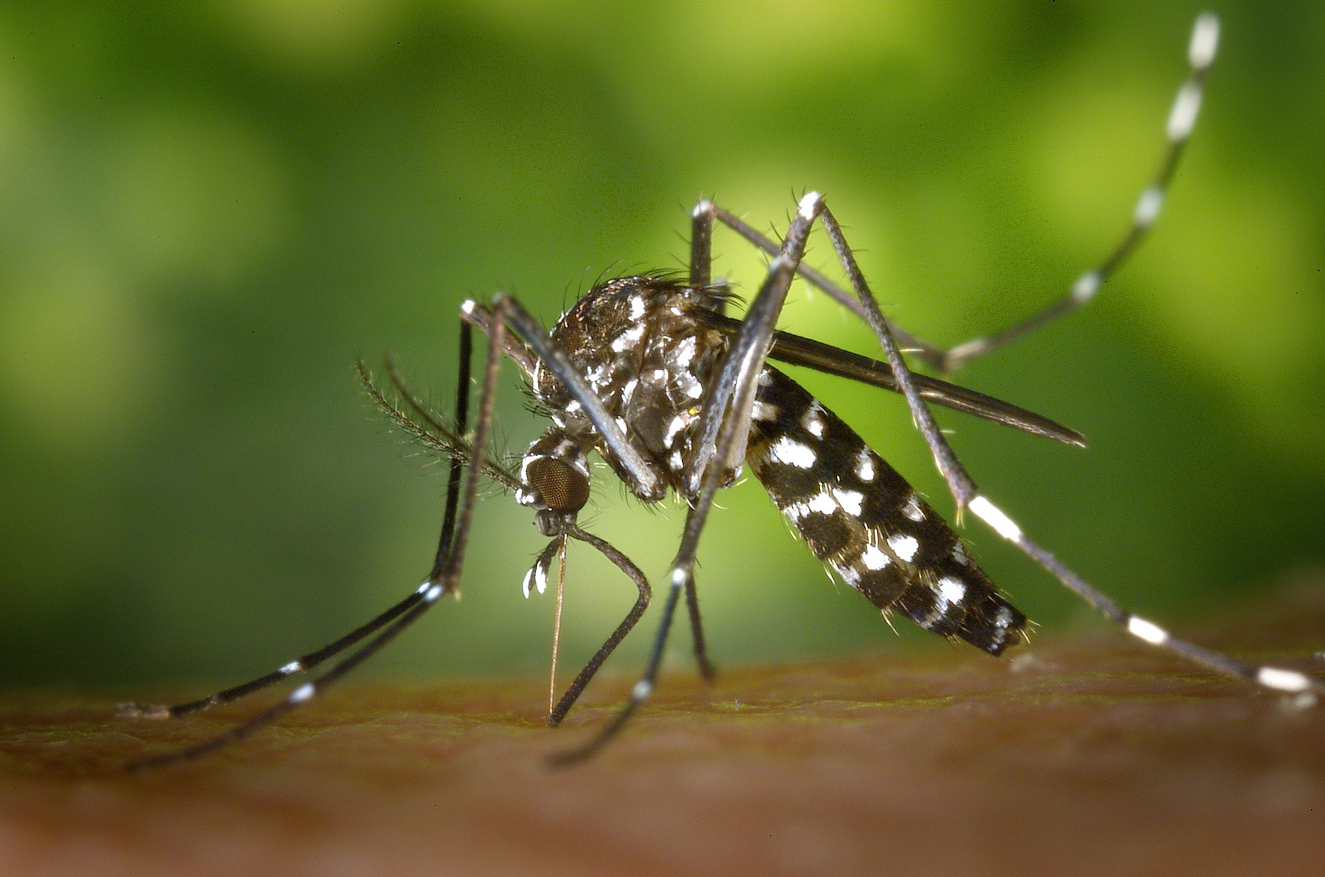 ‘Ik heb chikungunya’