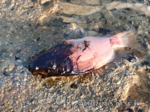 Een op Facebook gepostte foto van een met olie besmeurde vis dat vanochtend bij Barcadera werd gevonden. 