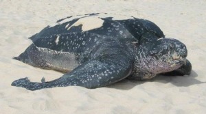 Driekiel schildpad neemt op Aruba Caribisch Netwerk