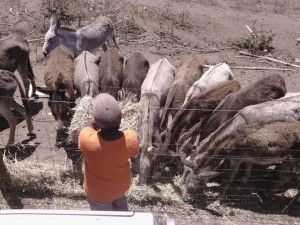 Een vrijwilliger voedert de ezels in Donkey Nursery - foto:  Save Statia's Donkeys  