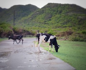  Eigenaren van loslopend vee riskeren een boete die de overheid nu zegt te gaan innen. Foto Elisa Koek