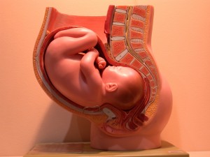 Vooral voor zwangere vrouwen of vrouwen die zwanger willen worden, is deze informatie belangrijk, omdat het virus schadelijk kan zijn voor ongeboren baby's