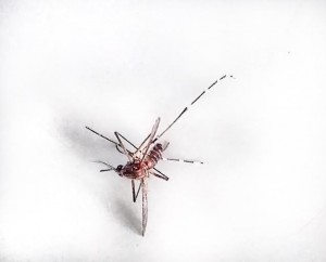 De Aedes Aegipti mug, ook wel Yellow Fever mug genoemd, is de overbrenger van Zika, Chikungunya en Dengue - foto: Elisa Koek