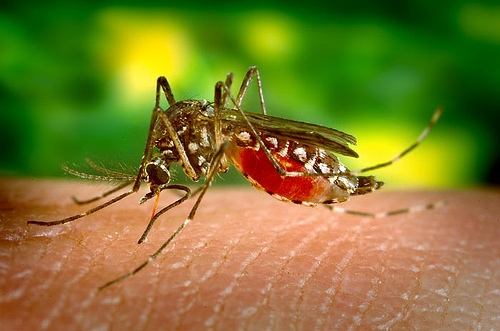 Спустя два года снова лихорадка денге на Бонайре: «Не допустить ухудшения ситуации»