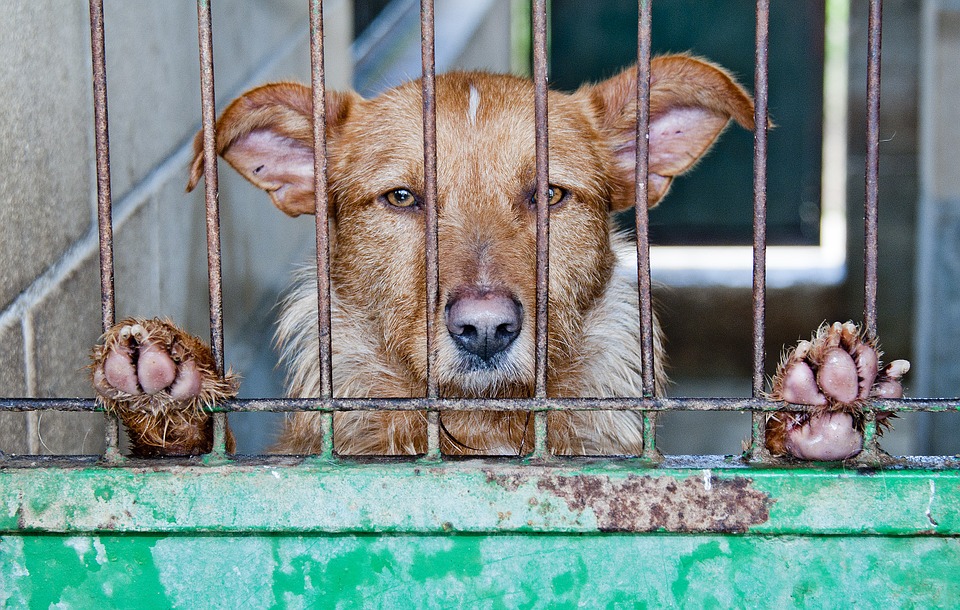 Doodschieten of inslapen? ‘Politie op Bonaire kan niet met honden omgaan’