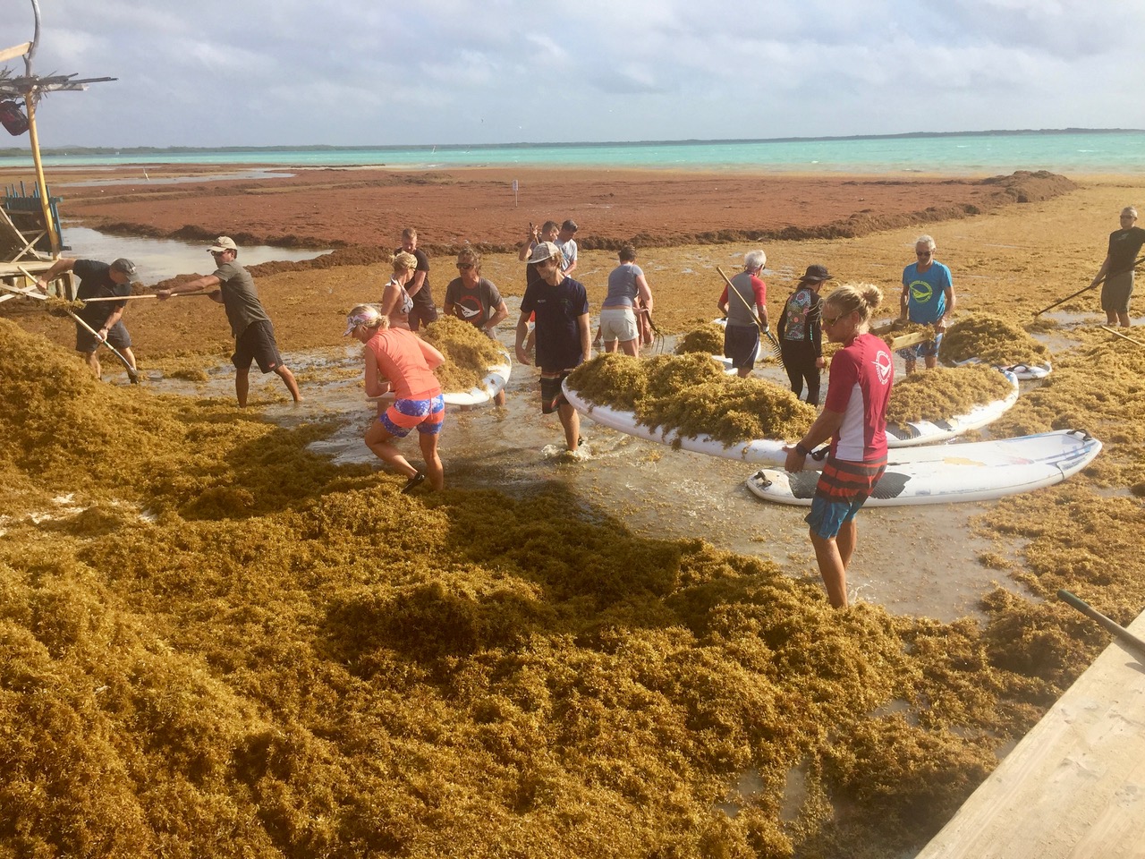 Iedereen doet wat hij kan tegen sargassum op Bonaire