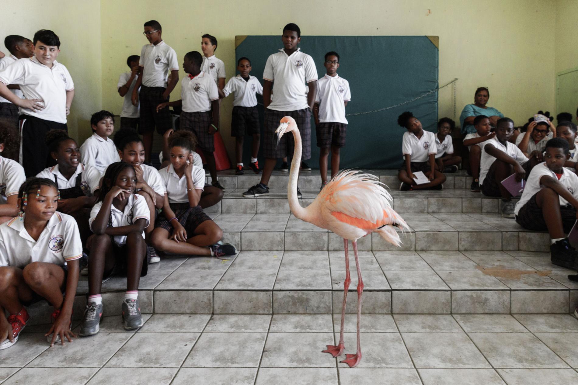 Curaçaose flamingo Bob verovert de wereld