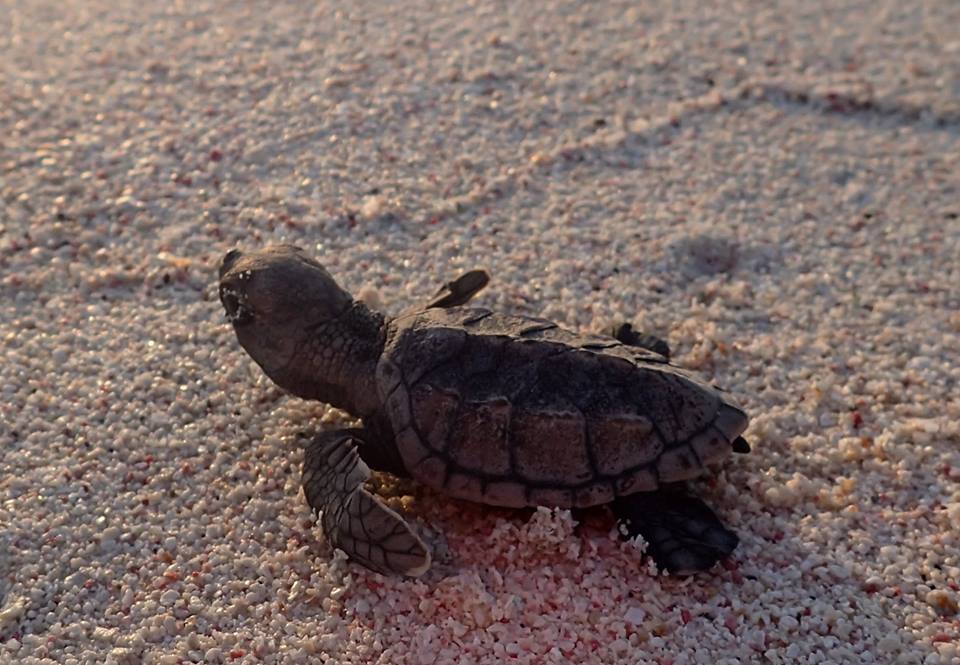 Gasboring Aruba voorbij: ‘Impact op bedreigde schildpadden niet te controleren’