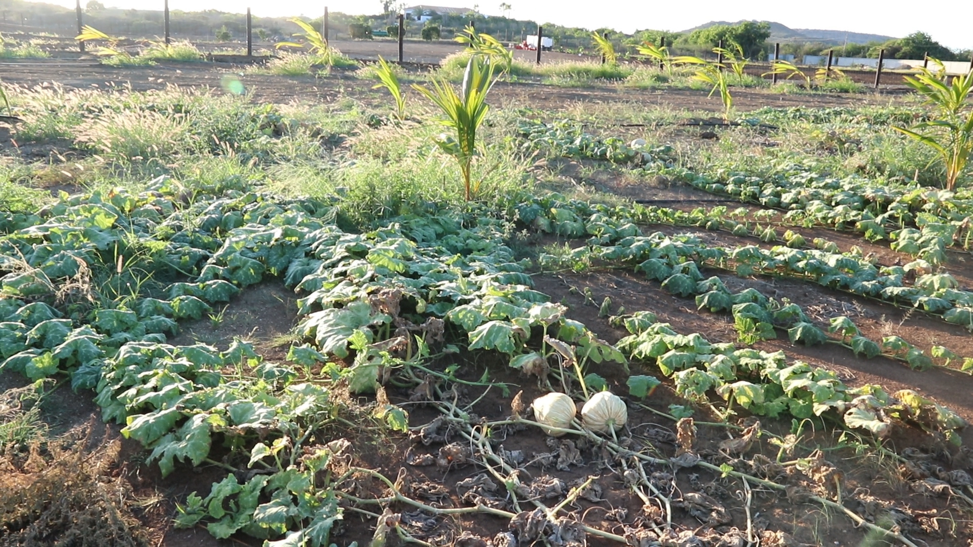 Landbouwbeleid Curaçao blijft steken: boeren zoeken kansen ergens anders