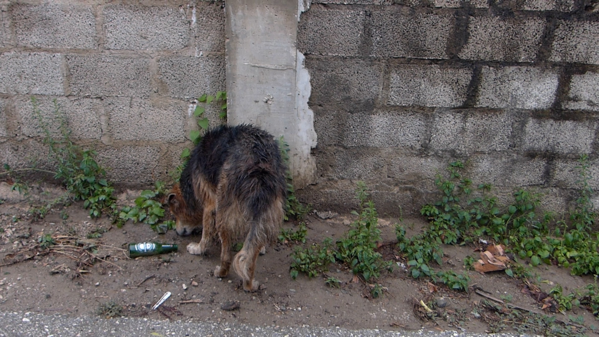 Groeiend aantal bijtincidenten op Bonaire: ‘meer nodig dan honden van straat plukken’