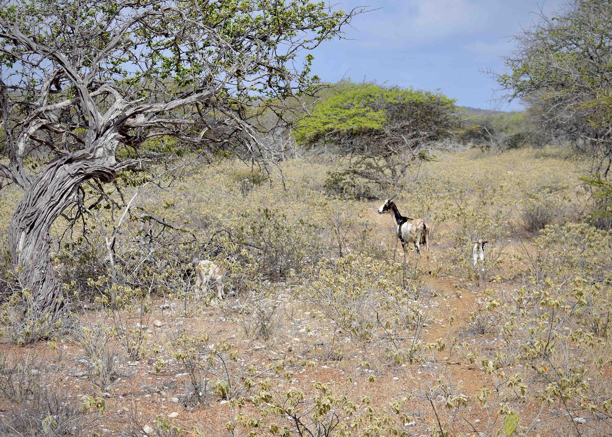 Bouwen op Bolivia nachtmerrie voor natuurliefhebbers Bonaire, maar projectontwikkelaar rekent op de politiek