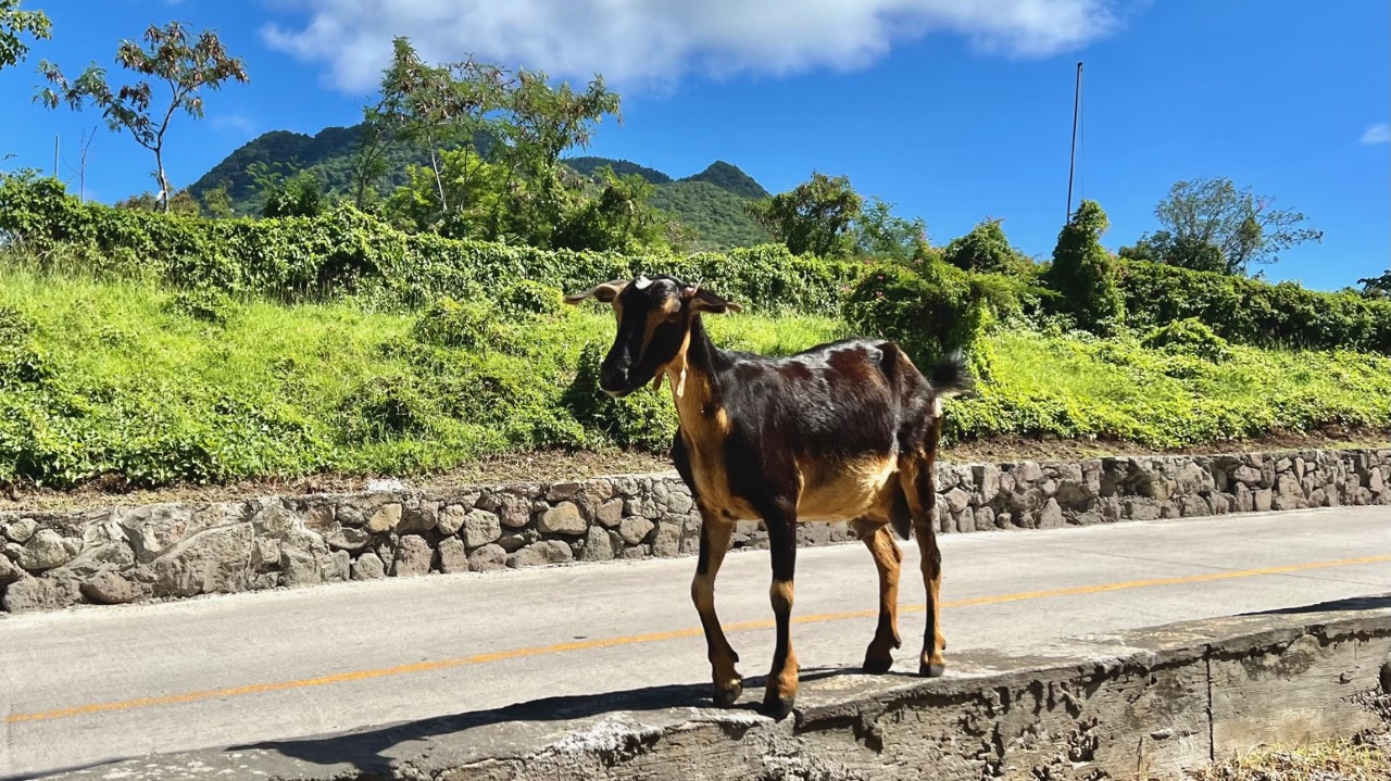 Natuur en cultuur beschermen: Sint-Eustatius wil alle loslopende geiten en koeien gaan doodschieten