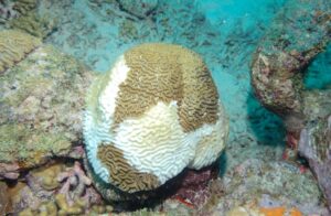 Aangetaste koraal in april. Op Aruba zijn er minstens 24 koraalsoorten die aangetast kunnen worden door de koraalziekte. Het kan ook zijn dat het aantal soorten meer is omdat in de laatste studie over de koralen op Aruba alleen rond 10 meter diepte de koralen onderzocht werden, aldus Van der Wal. Foto: FPNA