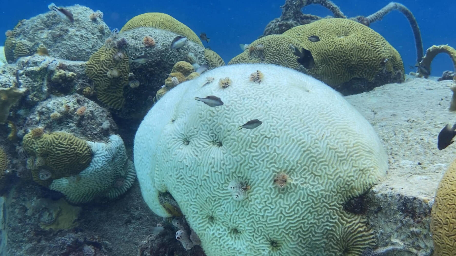 Koraalziekte verspreidt verder: ‘Wat gaat Bonaire doen om het rif te redden?’