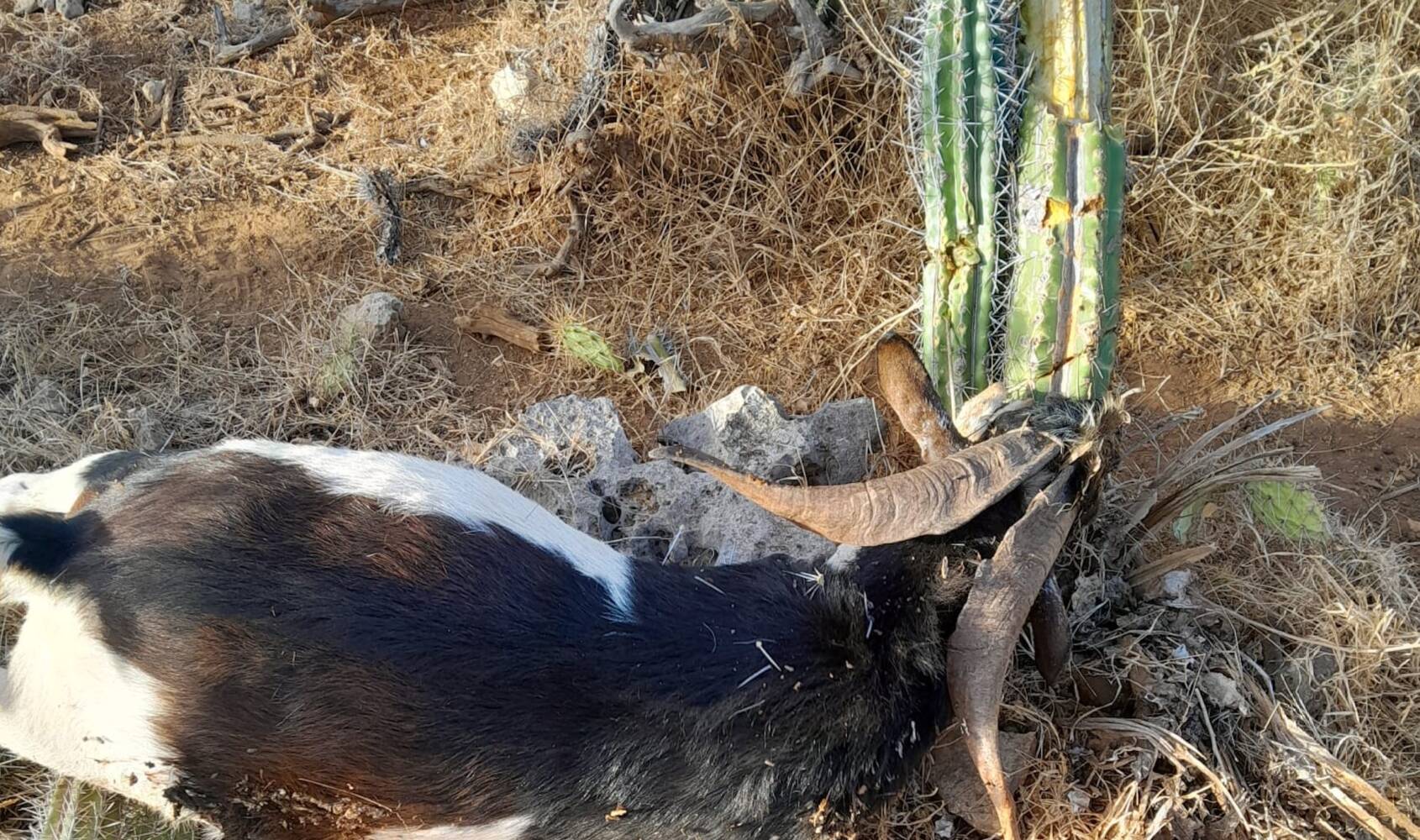 Geitenhouders Bonaire vrezen voor ‘afslachting’ door honden