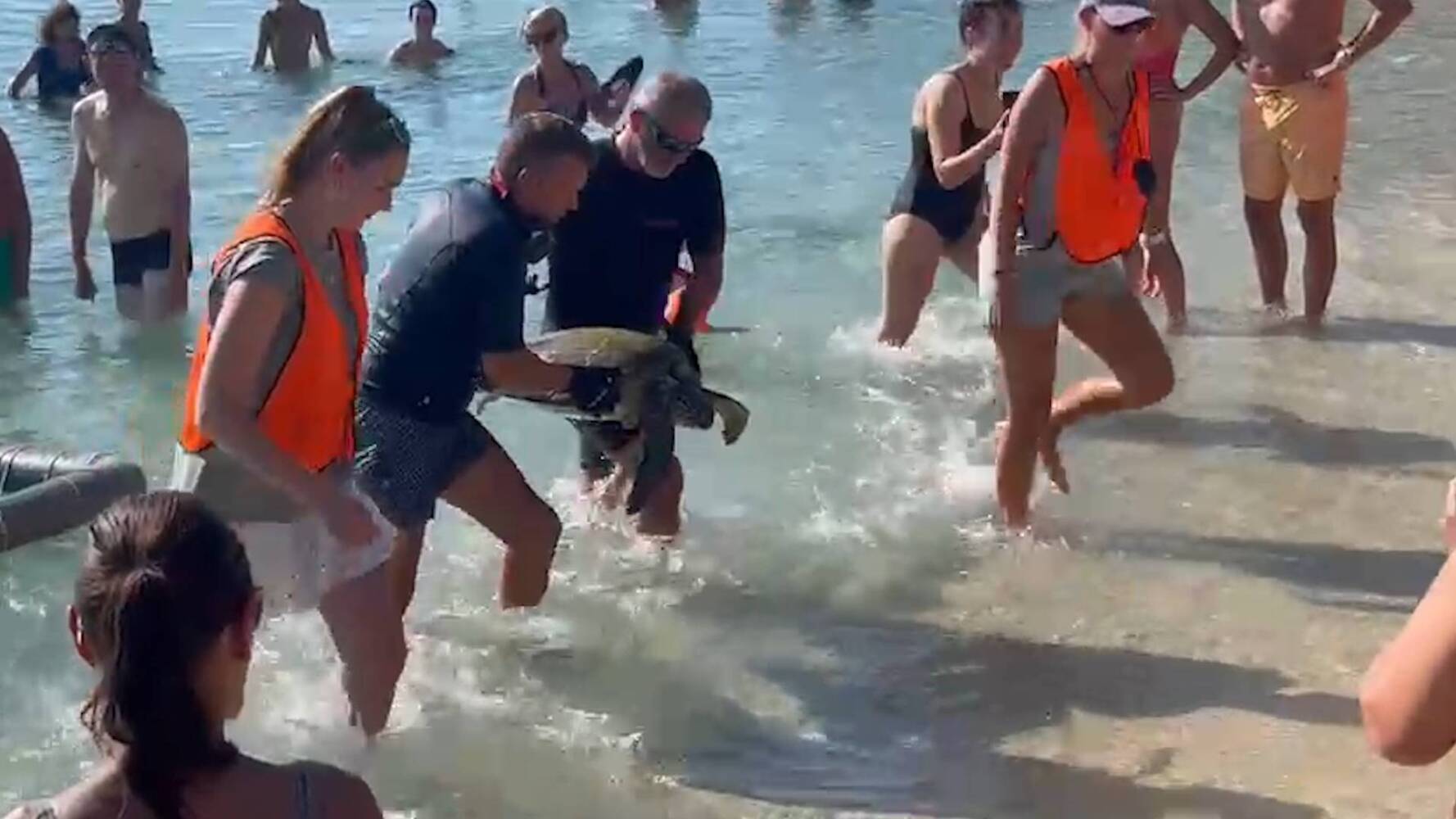 Sea Turtle Conservation Curaçao viert tienjarig bestaan