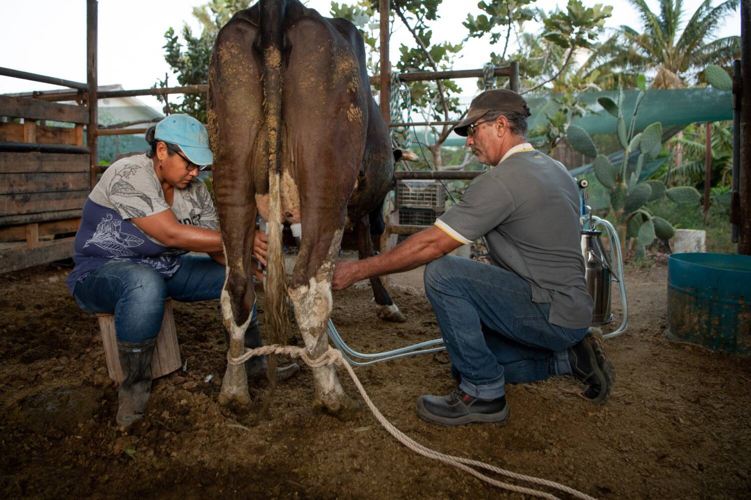 De zelfvoorzienende boerderij van Manuel Costa: ‘We zijn met één koe begonnen’