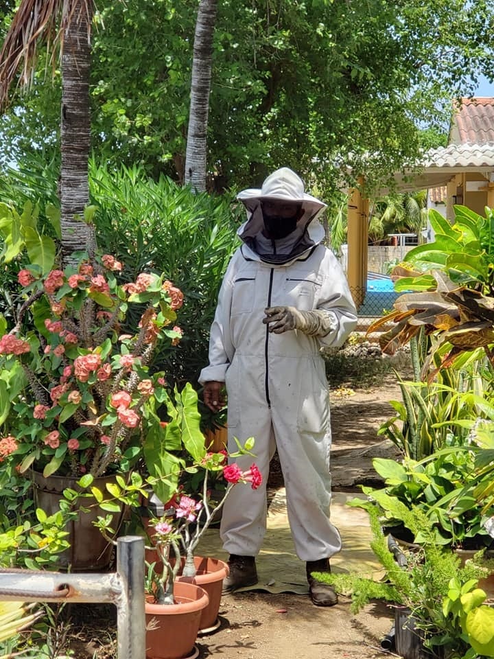 Curaçao krijgt vaker te maken met agressieve bijen: ‘Ze raken in paniek als hun leefgebied wordt verstoord’