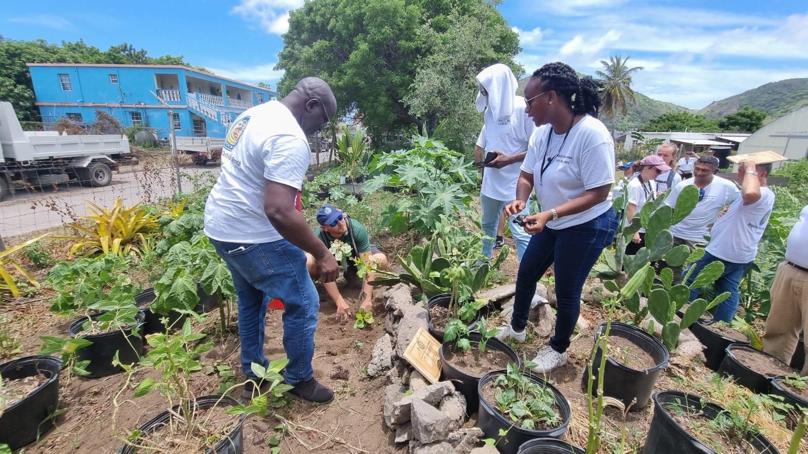 Hoe koloniale erfenis en moderne regels voedseluitwisseling tussen Caribische eilanden remmen