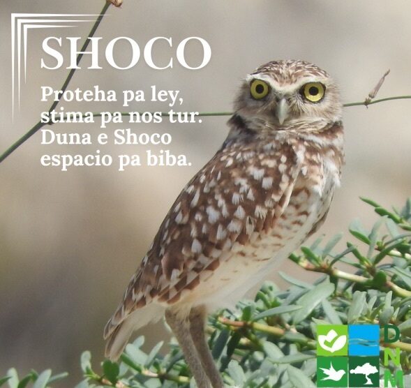 Gemeenschap kan helpen bij het beschermen van Aruba’s shoco