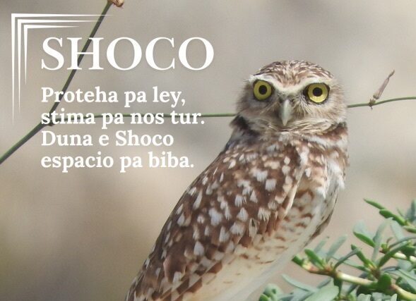 Gemeenschap kan helpen bij het beschermen van Aruba’s shoco