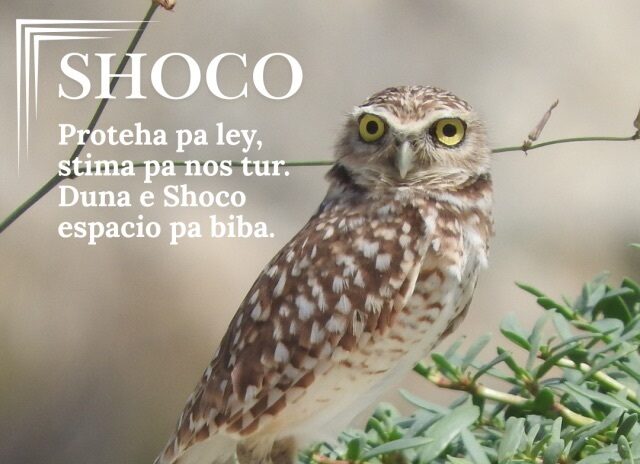 Gemeenschap kan helpen bij het beschermen van Aruba’s shoco