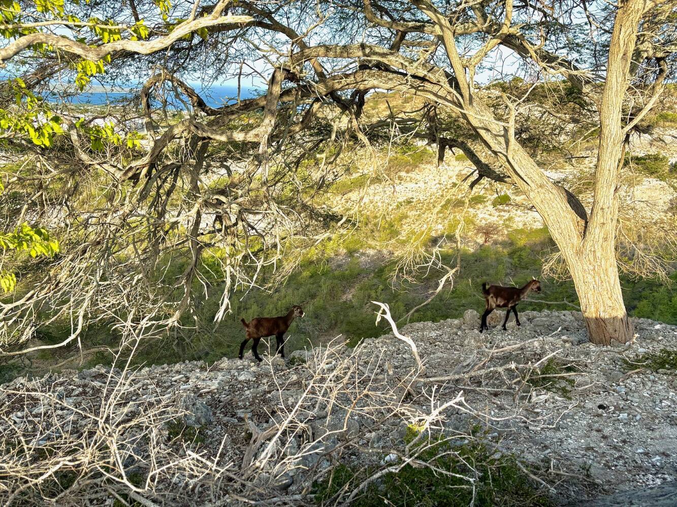 ‘Geitendiscussie’ op Bonaire: natuur en cultuur op gespannen voet